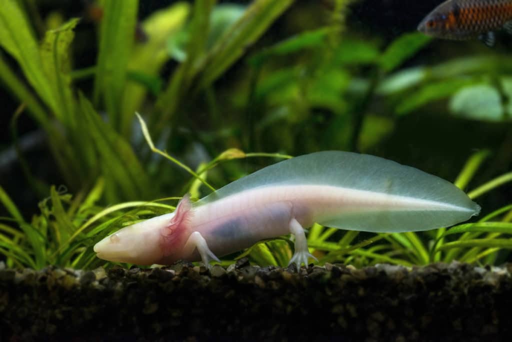 A Mexican walking fish, or Axolotl. Nikon D800, Sigma 180/2.8, 1/80 s, f/5.6, ISO 800, focal length 180 mm