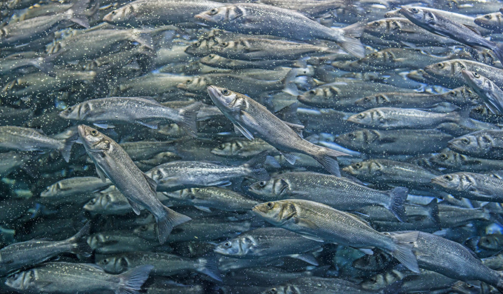 For this one I had to use a really short exposure. The European Seabass is an ocean fish that’s very fast, so with a long exposure, my photo wouldn’t be sharp. Nikon D800, Tamron 35/1.8, 1/320 s, f/2.8, ISO 800, focal length 35 mm