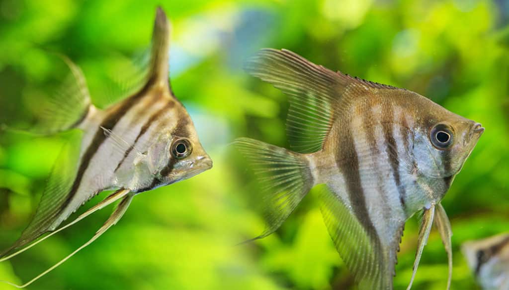 How to Get Great Aquarium Photos  Learn Photography by Zoner Photo Studio