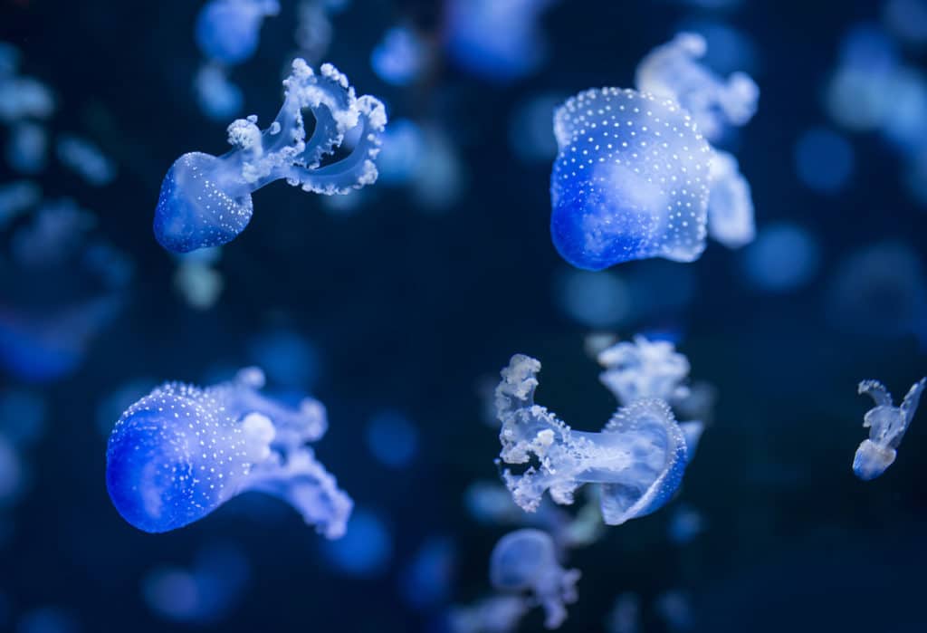 An aquarium with medusas (Phyllorhiza punctata), Nikon D800, Tamron 35/1.8, 1/250 s, f/2.8, ISO 1000, focal length 35 mm