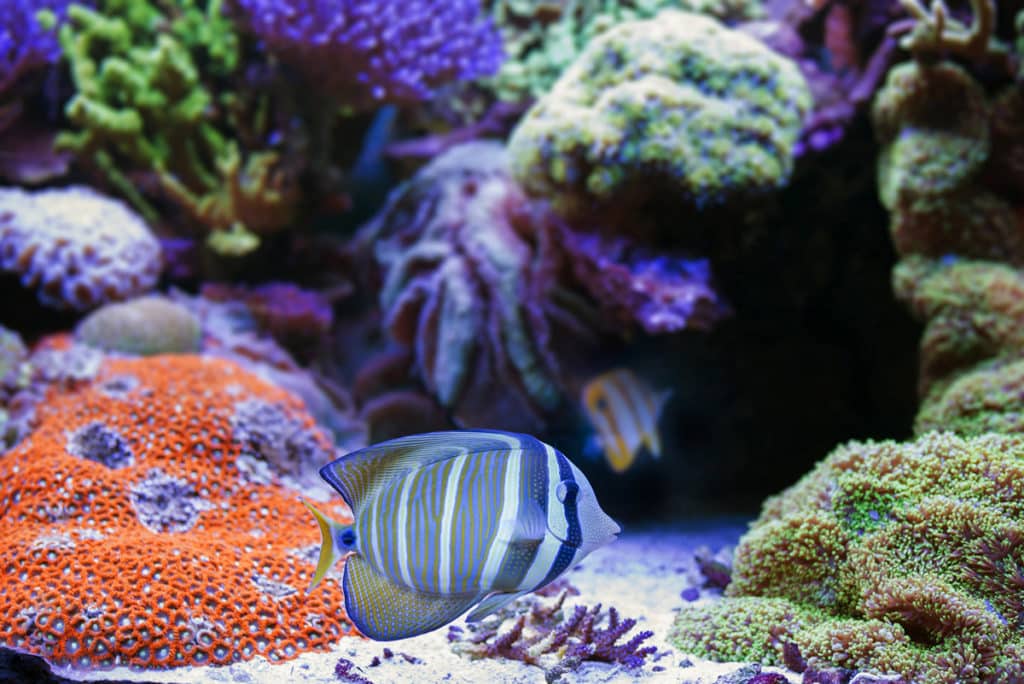 An oceanarium, with a sailfish tang in the foreground. Nikon D800, Tamron 35/1.8, 1/80 s, f/3.5, ISO 800, focal length 35 mm