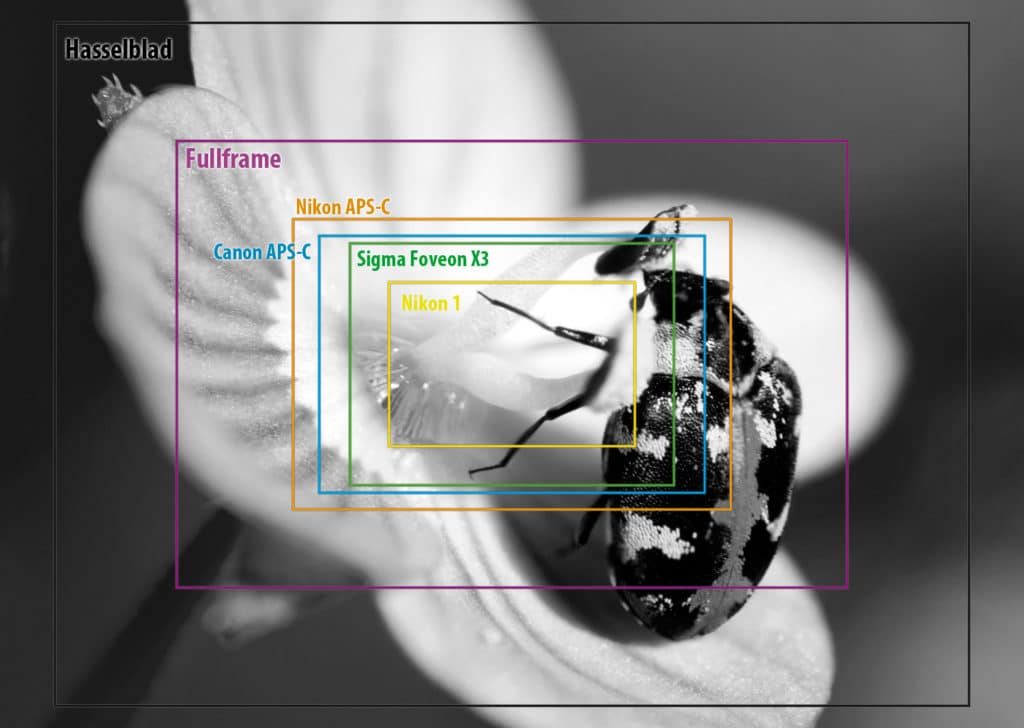 In this comparison, you can see how different sensor sizes affect your focal length. And how the smaller sensor also has a smaller angle of view.