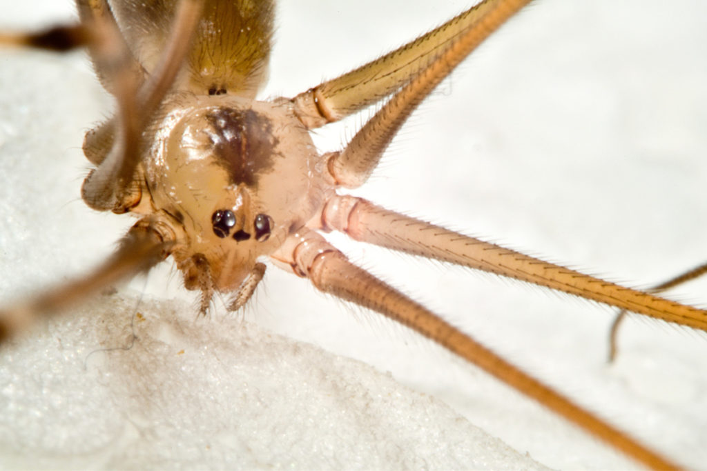 A daddy longlegs. Nikon D5500, Nikkor 35mm, 1/125 s, ISO 100, Nissin flash