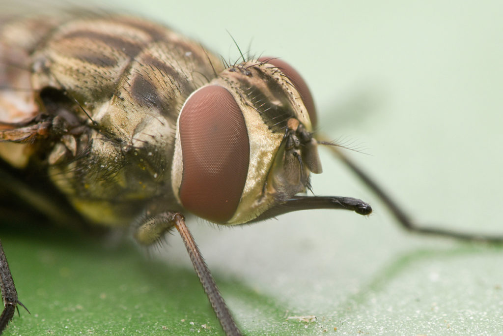 The common housefly. Nikon D5500, Nikkor 35mm, 1/60 s, ISO 1200