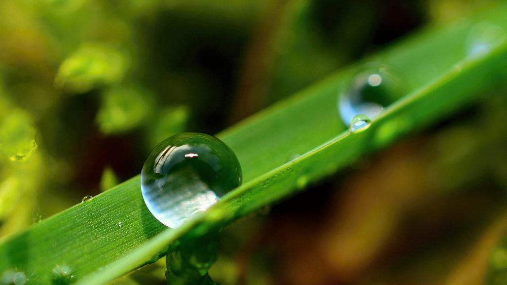 One of the pictures that I took with my first macro lens. Nikon 40 mm f/28 AF-S G DX Micro Nikon D3100, Nikon 40 mm f/2.8 AF-S G DX Micro, 1/60 s, f/6.3, ISO 100, focal length 60 mm (EQ 35mm: 40 mm)