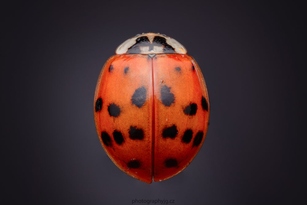 A ladybug killed with ether and then photographed at home with a black background using focus stacking. Nikon D7100, Tamron SP 90mm f/2.8 Di Macro VC USD, 27x 1/60 s, f/16, ISO 125, focal length 135 mm (EQ 35mm: 90 mm)