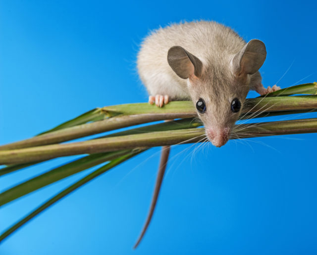 For this photograph of a Cairo spiny mouse, I chose a blue piece of paper as my background, and let the mouse climb freely up a reed.