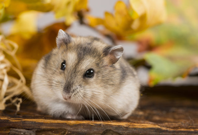 For this photo of a hamster, I used bark as a background, along with colored autumn leaves and a little straw.