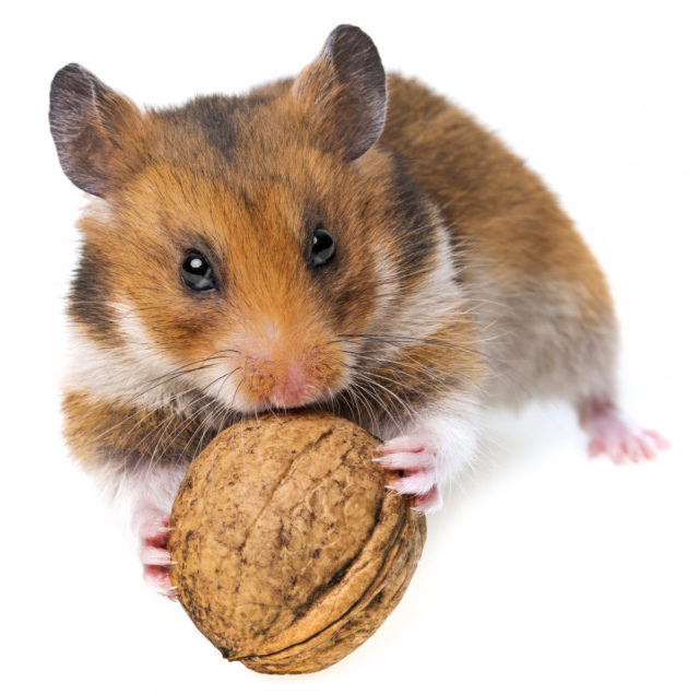 The hamster is trying to reach the walnut and isn’t running outside of the scene.