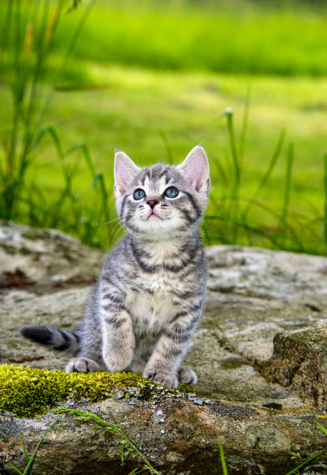 I deliberately took this portrait of a kitten in the shade of a tree so that soft, balanced light would be falling on the animal. 