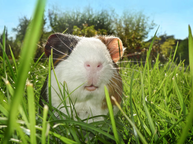 A portrait of a guinea pig from slightly below is very unusual, but it can give a picture added attractiveness.