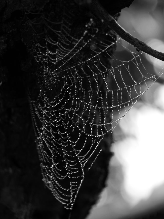 In autumn, capture water drops on spiderwebs. Olympus E-420, Zuiko 40-150 f/4-5.6, 1/200 s, f/5.3, ISO 400, 119 mm