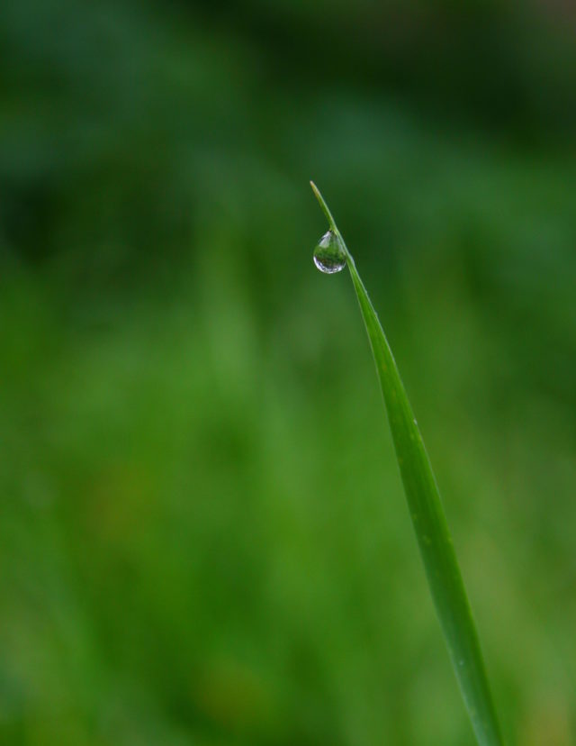 In fruit orchards with tall grass, you can find lots of spiderwebs. Canon 30D, Canon 18-55 f/3.5-5.6, 1/500 s, f/5.6, ISO 320, 55 mm