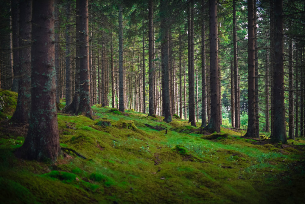 The forests of Sweden are myrtle green and covered in a layer of moss that you won’t find just anywhere. Nikon D3300, AF-S NIKKOR 35 mm 1:1.8 G, 1/200 s, f/1.8, ISO 100