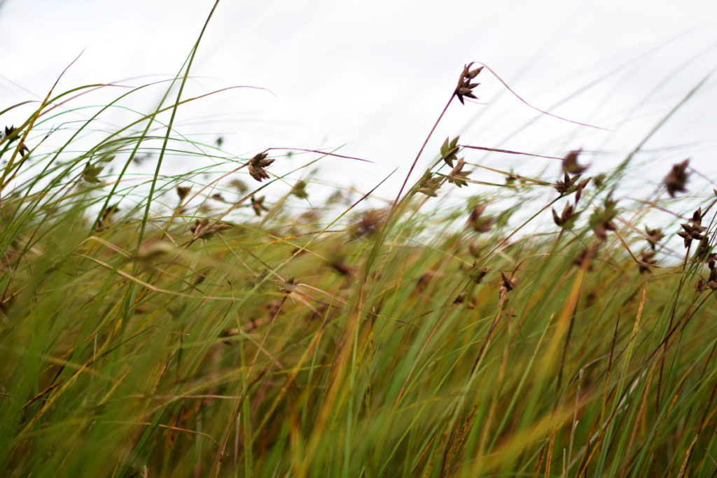 This photo of grass reminds me of how windy it was on our vacation. Nikon D3300, AF-S NIKKOR 35 mm 1:1.8 G, 1/1250 s, f/1.8, ISO 100