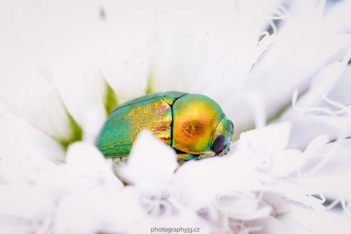 Macro photography: A macro photo of a small beatle on a flower.