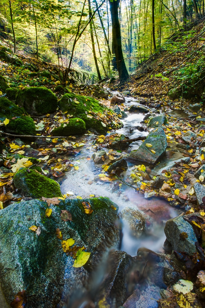 A forest stream.