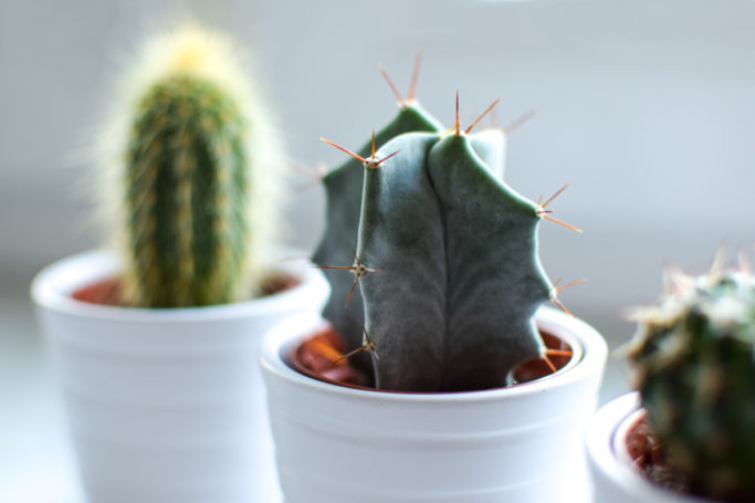 Succulents in a diagonal row.