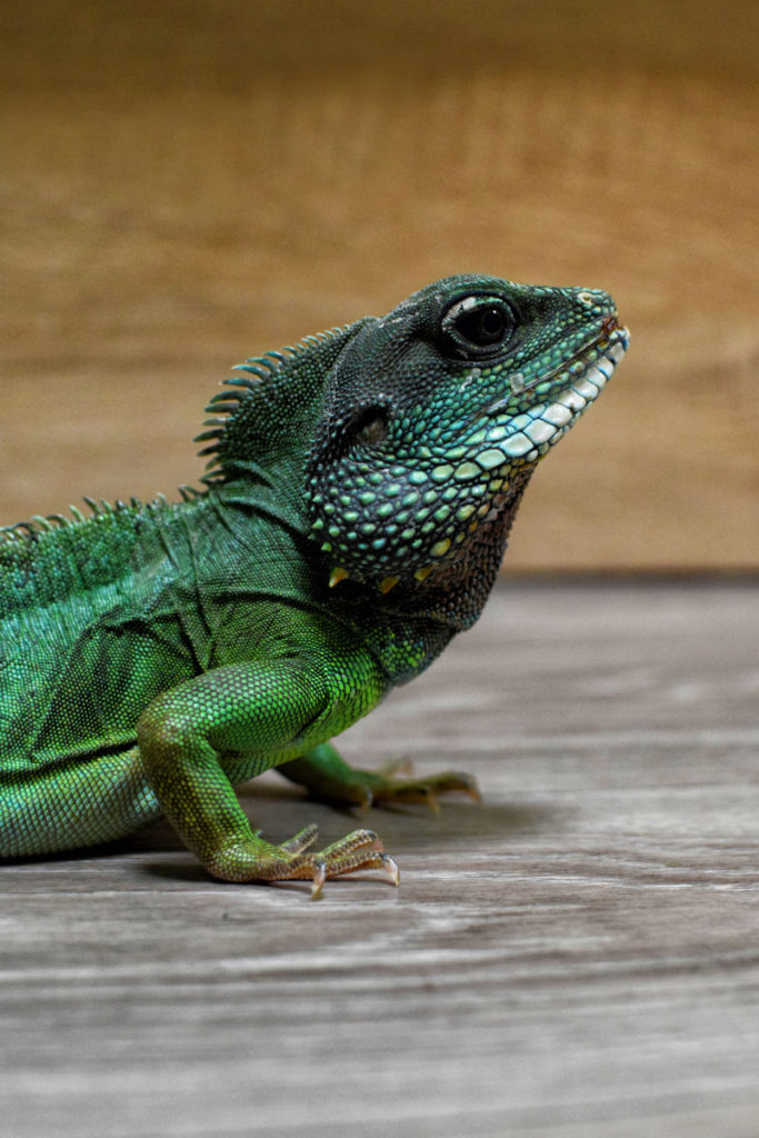 Chinese water dragon