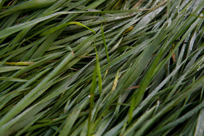 6 Tips for Shooting Outdoors: grass with dewdrops.