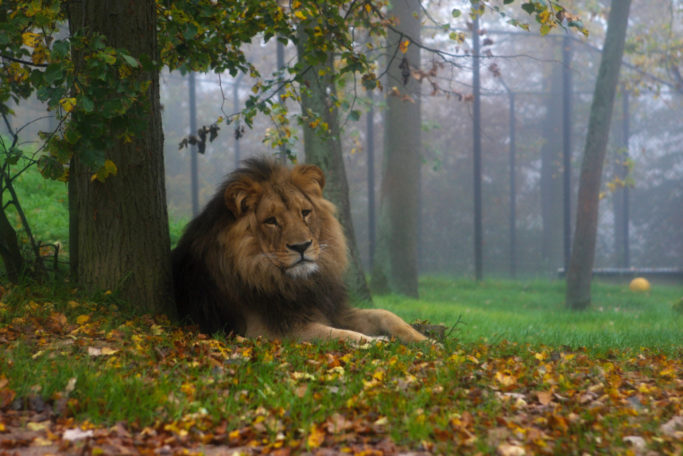 6 Tips for Shooting Outdoors: lion in the foggy weather.