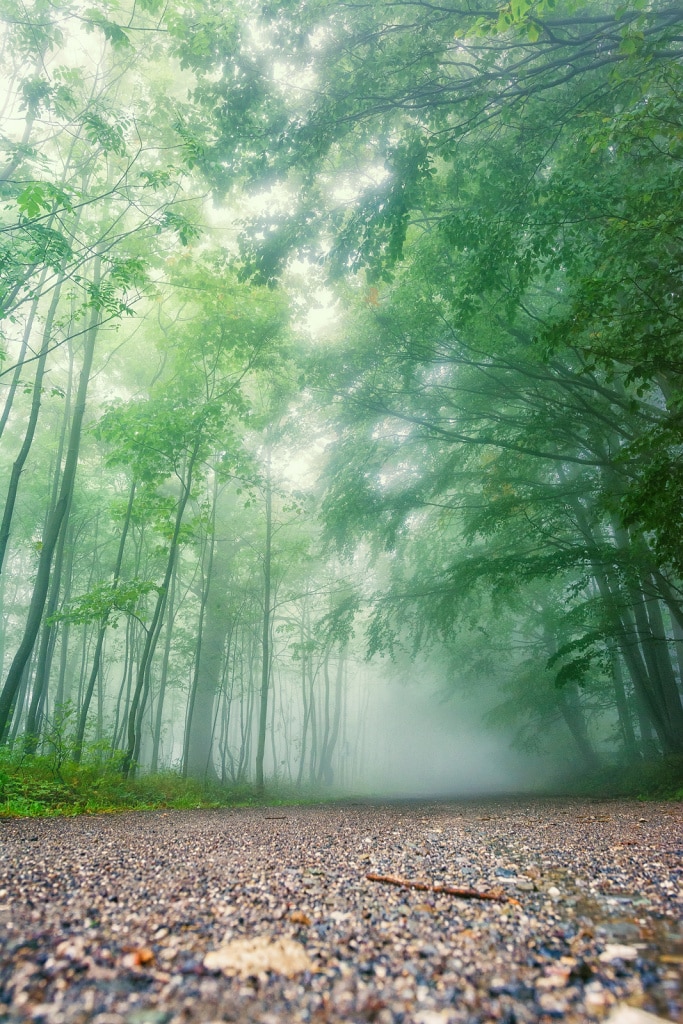 Your Step-By-Step Guide to Photographing and Editing Foggy Landscapes: a forest path in a fog.