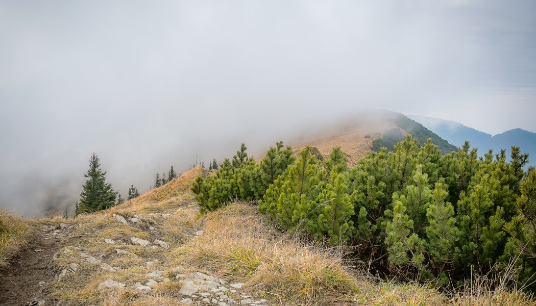 Your Step-By-Step Guide to Photographing and Editing Foggy Landscapes