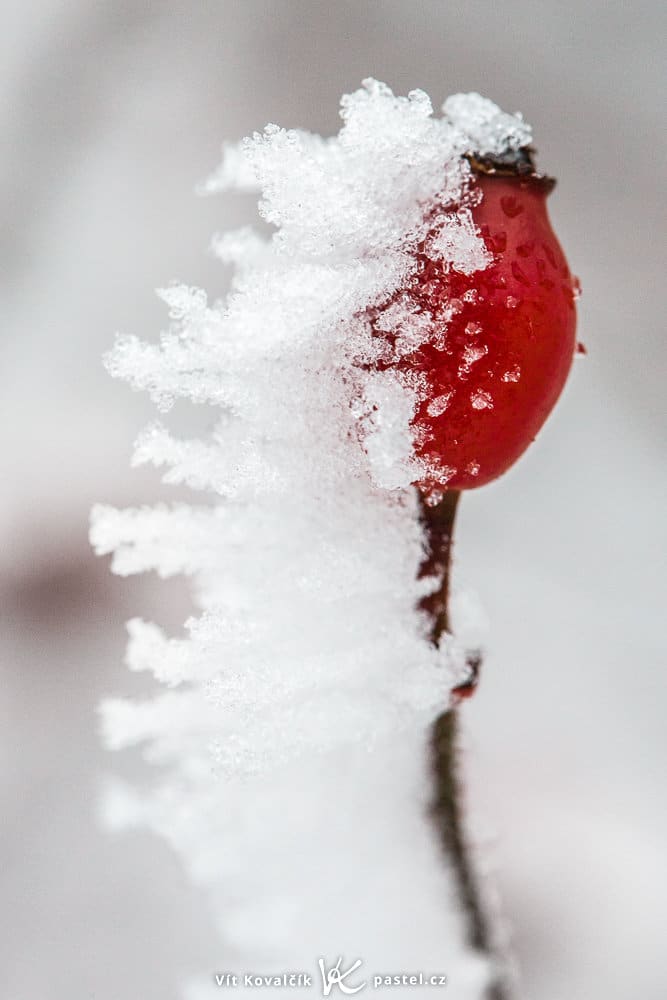 The Magical World of Glaze Ice: a frozen fruit.