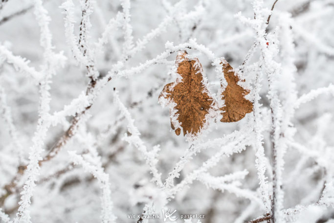 The Magical World of Glaze Ice: photo of a glaze on leaves.