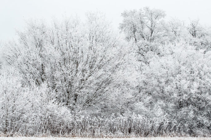 The Magical World of Glaze Ice: a group of glaze-covered trees.