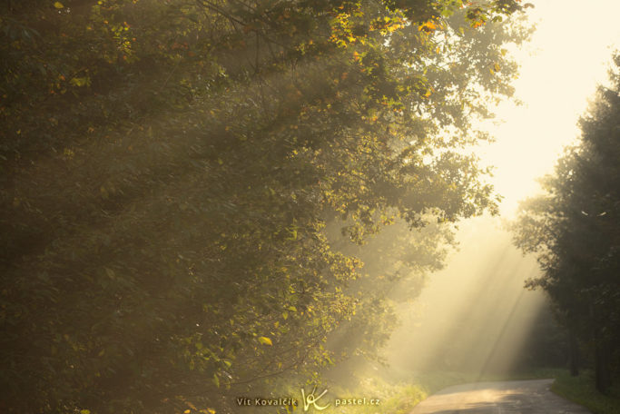 How to Photograph Fog: rays of sunlight a the morning fog.