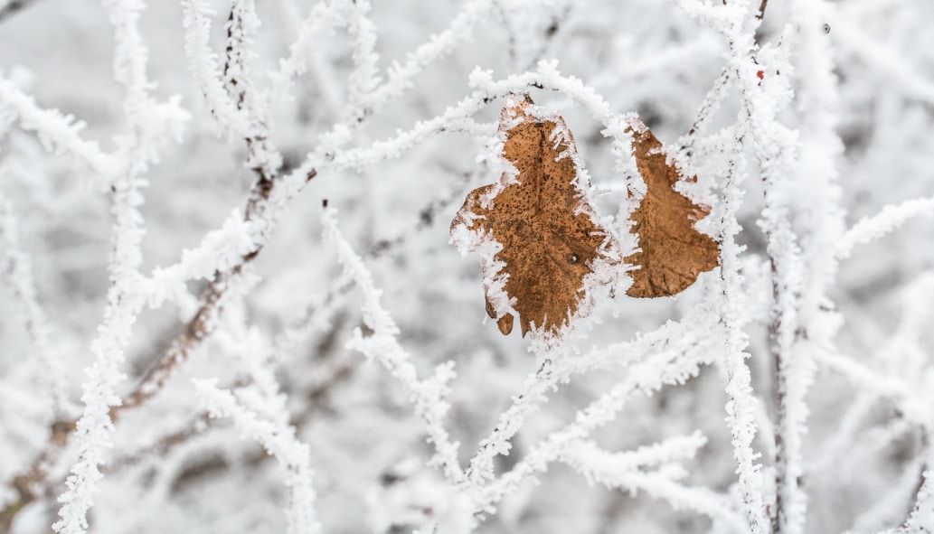 Frost Up Close