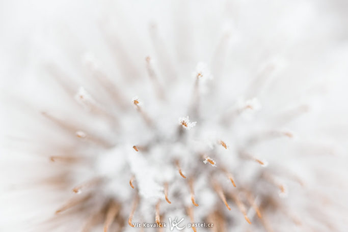 The Magical World of Glaze Ice: a close up photo of a frozen thistle.