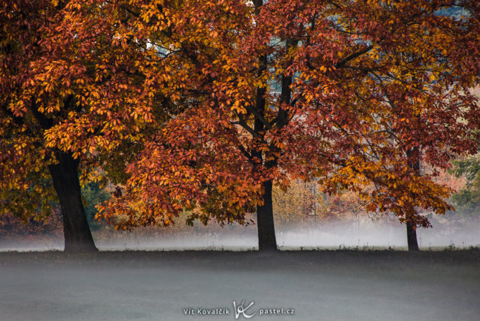 How to Photograph Fog: three trees in a fog.
