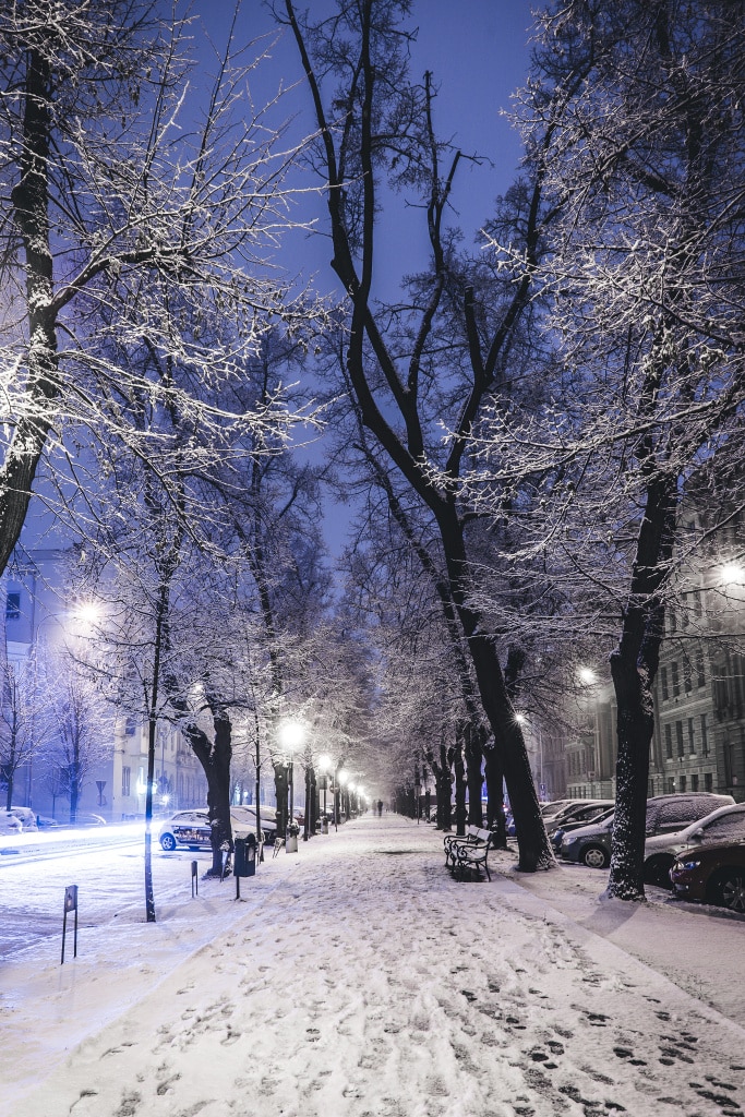 Discover the Wonders of Winter City Photography: lines of trees.