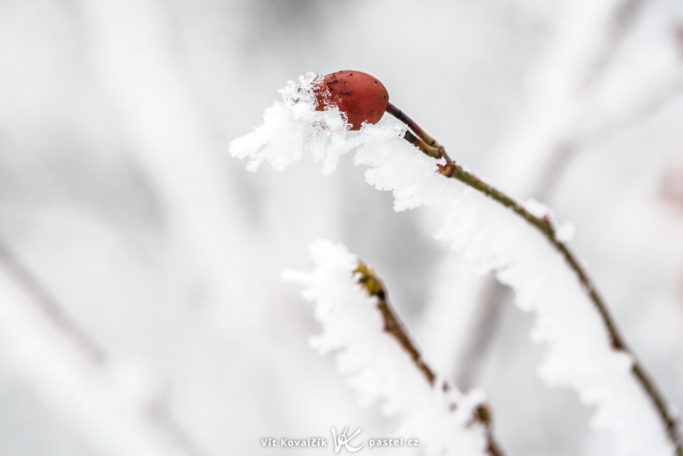 The Magical World of Glaze Ice: Glaze that forms against the wind.