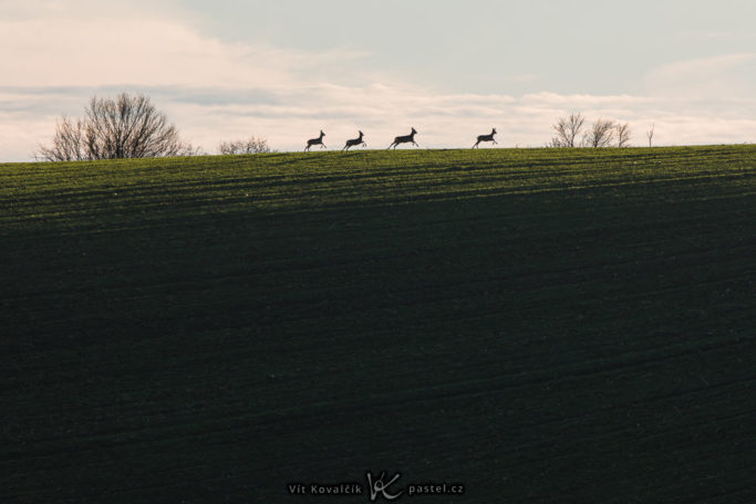 Benefits of Telephoto Lenses for Landscapes: running animals on horizon.