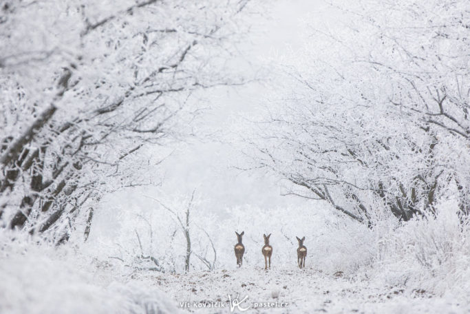 Benefits of Telephoto Lenses for Landscapes: animals in winter.