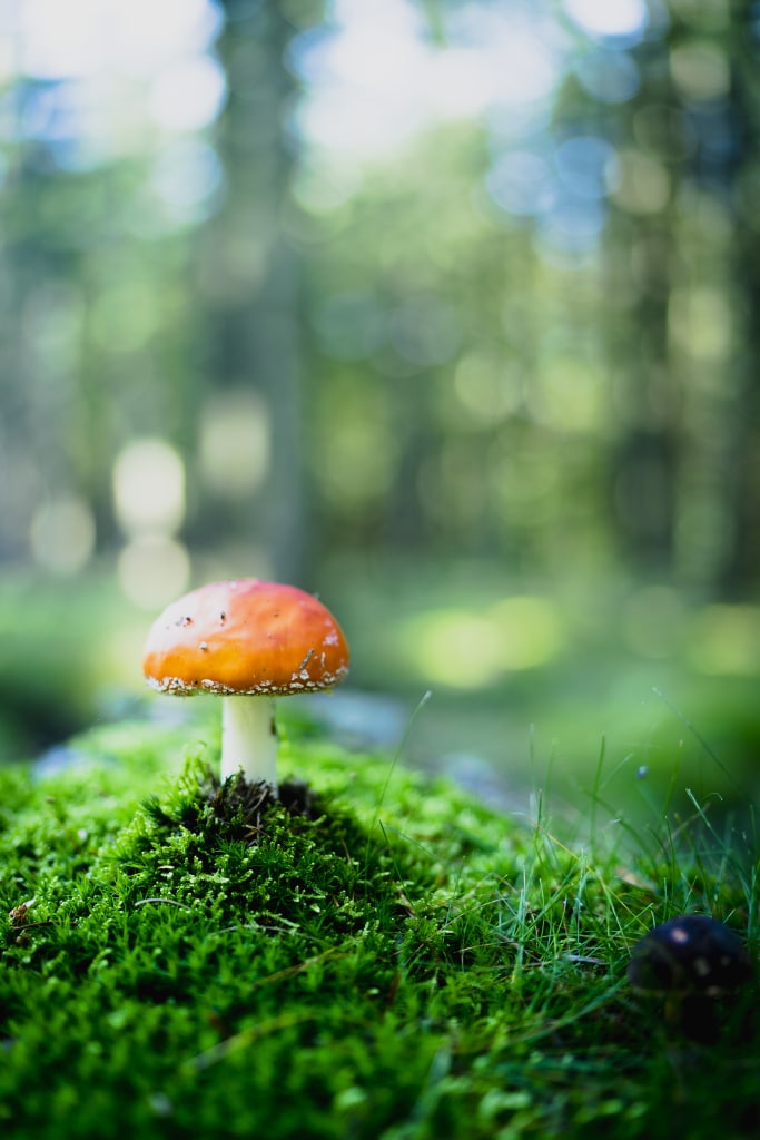 12 Photo Clichés: a photo with a strong bokeh.