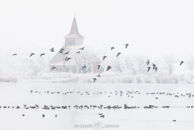 Benefits of Telephoto Lenses for Landscapes: ducks on the lake.