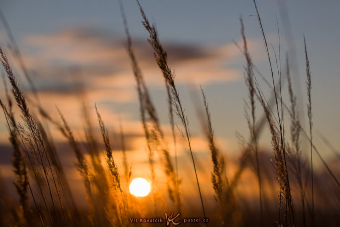 How to Photograph with the Sun in the Frame: grasswith the sun in the background.