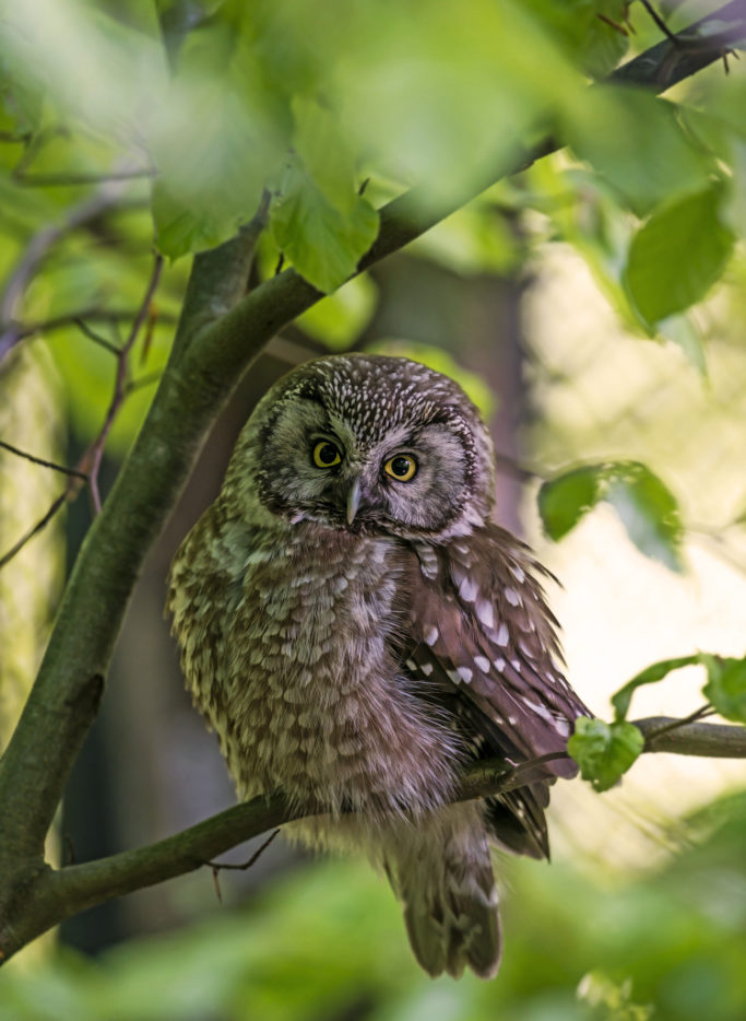 How to Photograph Animals at the Zoo: Eurasian pygmy owl.