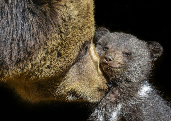 How to Photograph Animals ath the Zoo: Mama Bear.