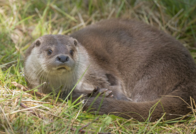 How to Photograph Animals at the Zoo: a river otter.