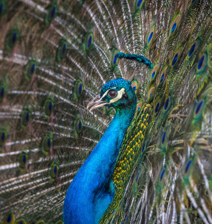 How to Photograph Animals at the Zoo: peacock.