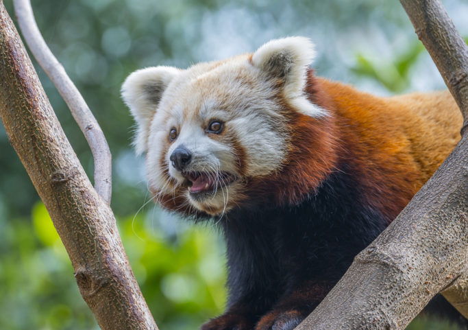 How to Photograph Animals at the Zoo: animal portrait with exposure correction.