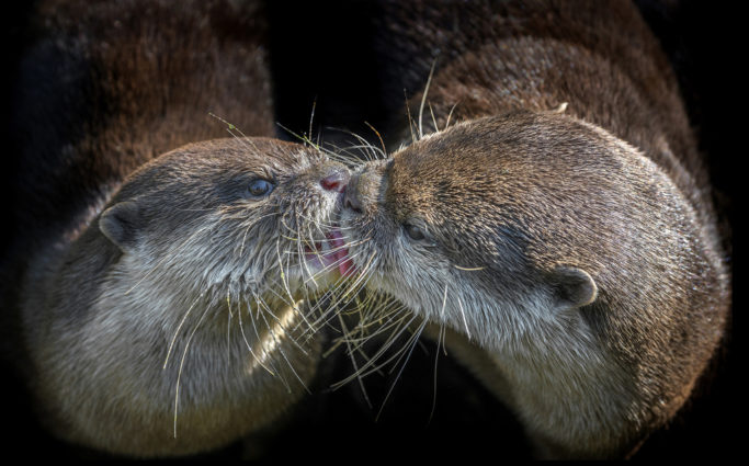How to Photograph Animals at the Zoo: little otters licking themselves.