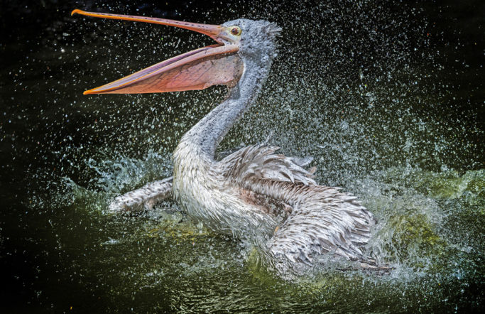 How to Photograph Animals at the Zoo: a bathing pelican.