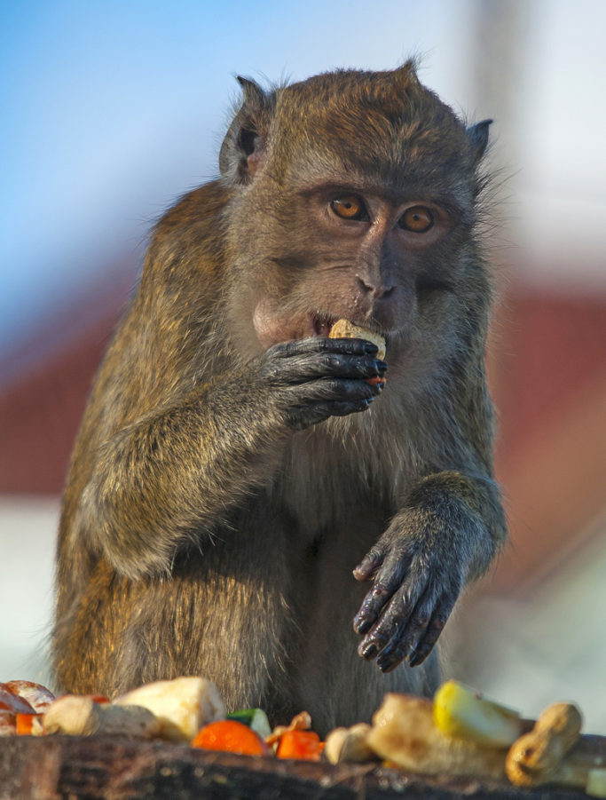 How to Photograph Animals at the Zoo: monkey ahead of a blurred background.