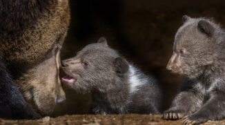 How to Photograph Animals at the Zoo
